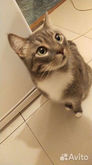 Кошек в дар