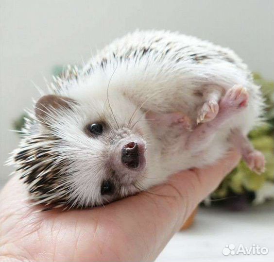 Африканский ежик