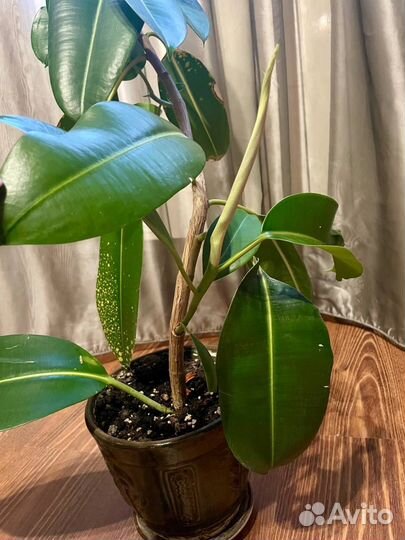 Фикусы, сансеверия