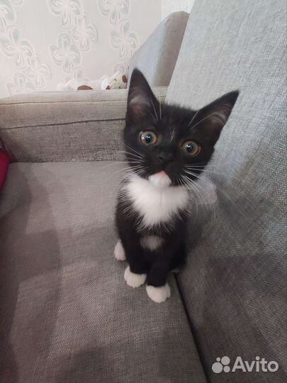 Котята смесь шотландских