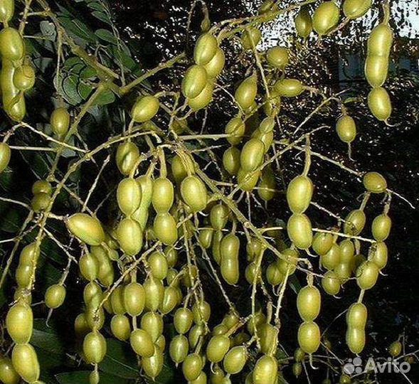 Экстракт софоры японской и омелы белой