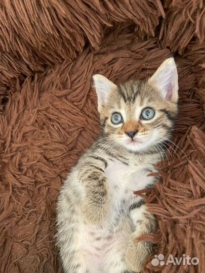 Кошка в дар