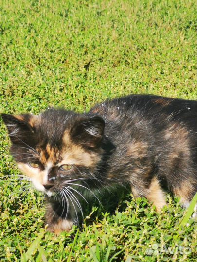 Продаются Котята Мышеловки