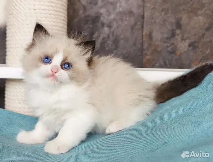 Хондочка, девочка рэгдолл с родословной