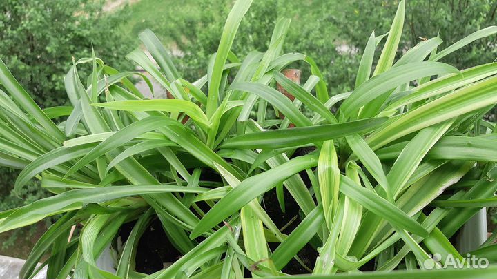 Хлорофитум Океан и Хохлатый