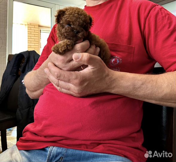 Мальтипу микро extra micro love peterburg import