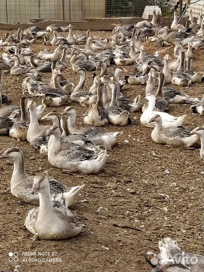 Утки, гуси, муларды, индоутки, индюки