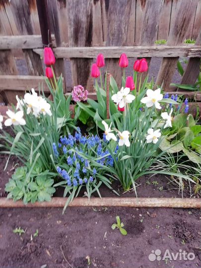 Мускари синие, луковицы