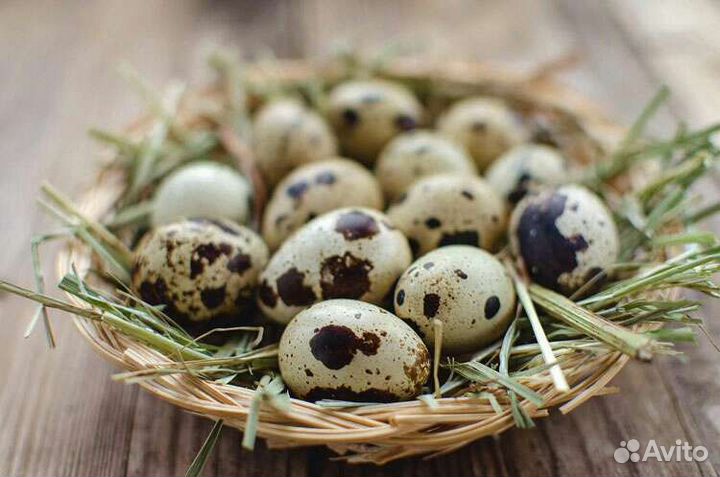 Яйцо перепела