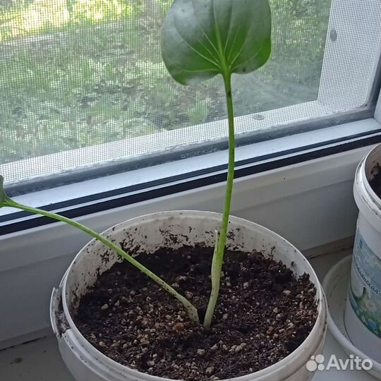 Батат фиолетовый, девичий виноград, кала белая