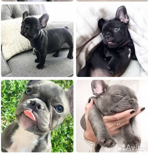 Французский бульдог голубой мини
