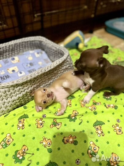 Чишки-мальчишки