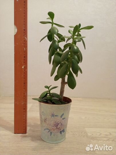 Крассула толстянка, фикус, финик