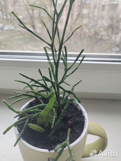 Хатиора солеросовая