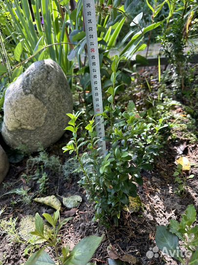 Самшит, пузыреплодник