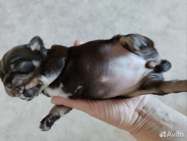 Чихуахуа миник-девочка