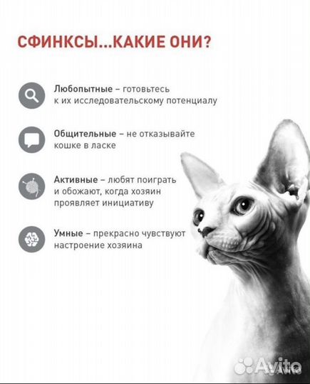 Канадский сфинкс, котята