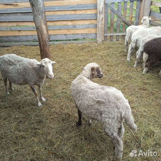 Овцы бараны