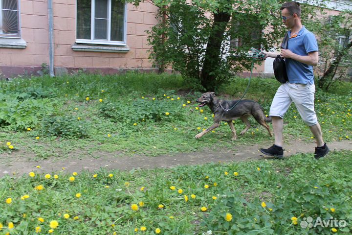 Надежная собака для семьи, стерильна, привезем