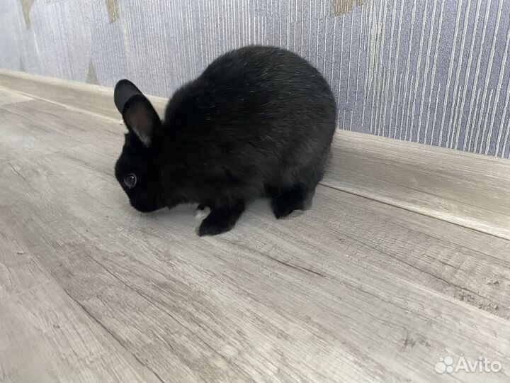 Кролик декаративный