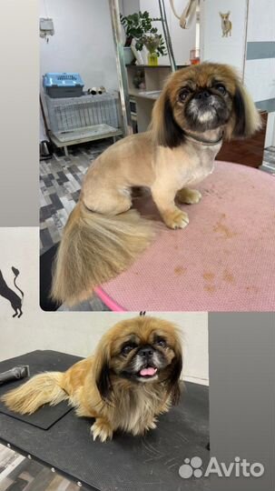 Груминг Передержка Стрижка собак и кошек