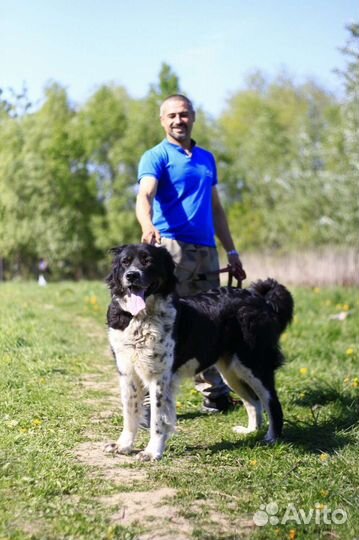 Собака в добрые руки отдам бесплатно