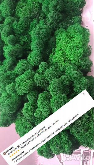 Стабилизированный мох для интерьерных работ