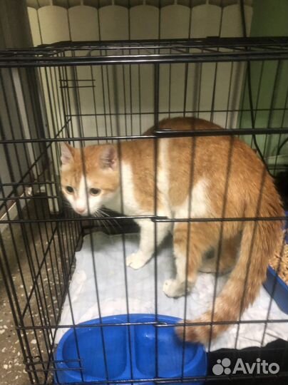 Котик в ответственные руки