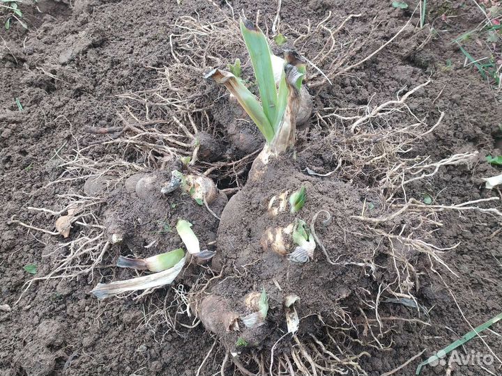 Ирис бородатый