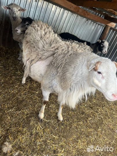 Овцы бараны ягнята дорпер