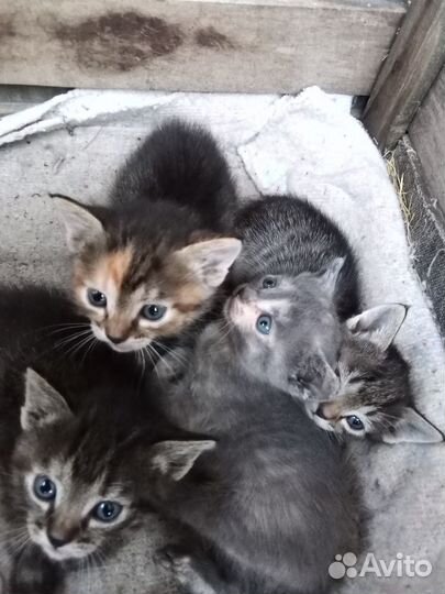 Котята только в добрые руки