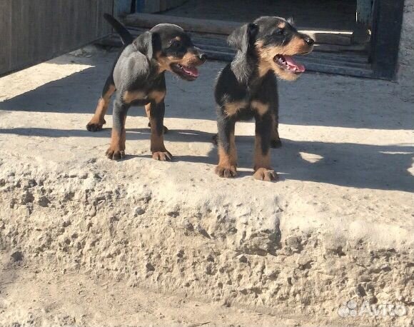 Ягдтерьер Щенки