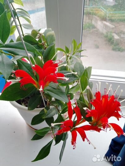 Эсхинантус жар птица