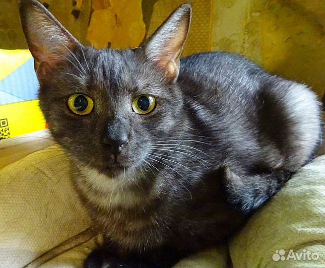 Русский мраморный Сильвер