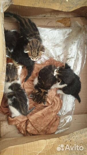 Котята с мусорки