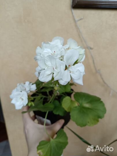 Пеларгонии сортовые