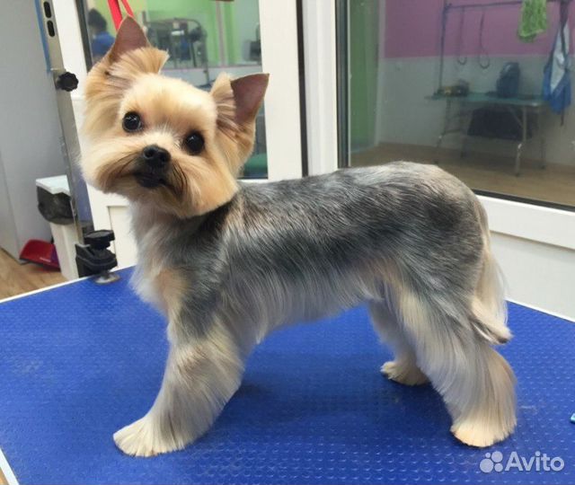 Стрижка, тримминг собак любых пород