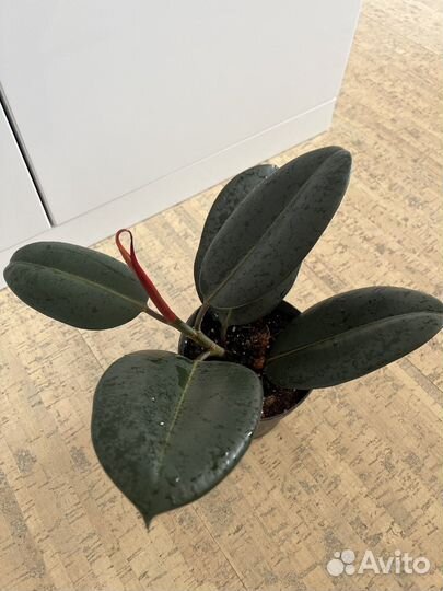 Фикус черный принц