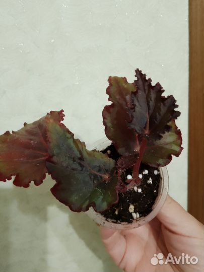 Бегония декоративно лиственная