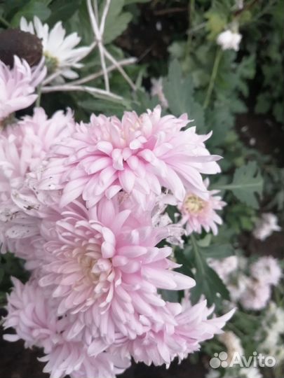 Хризантемы