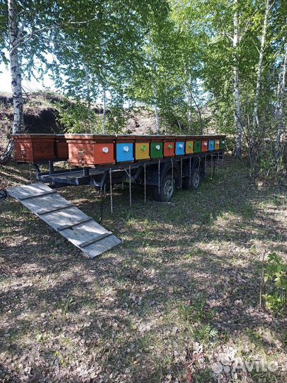 Продам пасеку