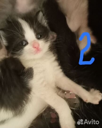 Котята в добрые руки