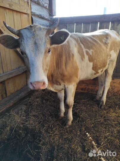 Телки стельные