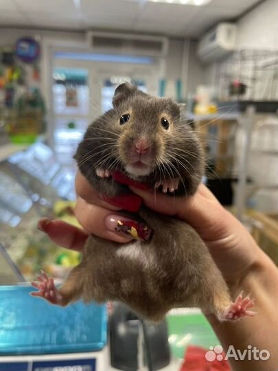 Сирийские Хомячки