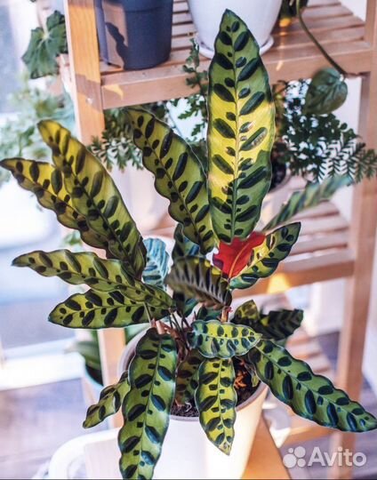 Калатея лансифолия