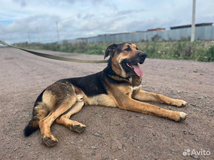 Собака в добрые руки