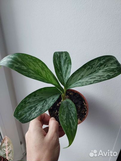 Аглаонема гринлайт, greenlight