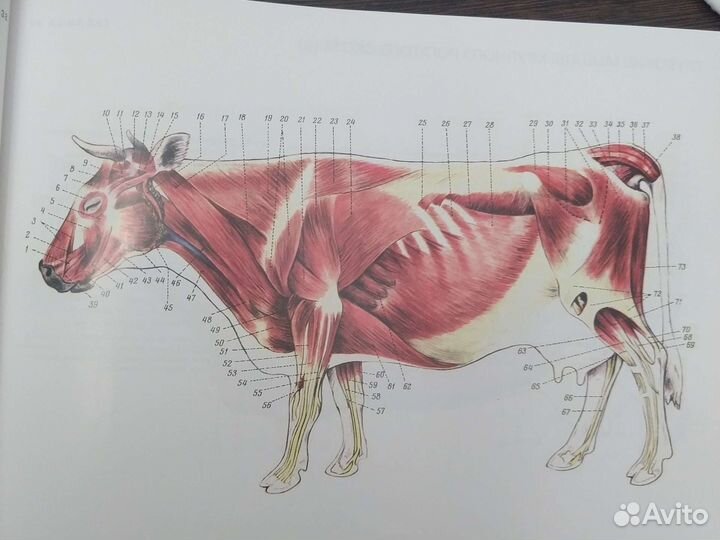 Атлас анатомии домашних животных, Осипов