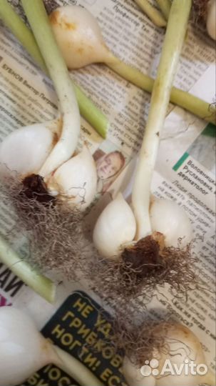 Луковицы Тюльпанов