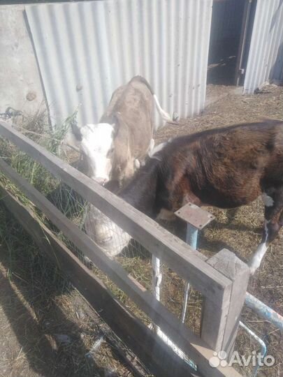 Продажа крс